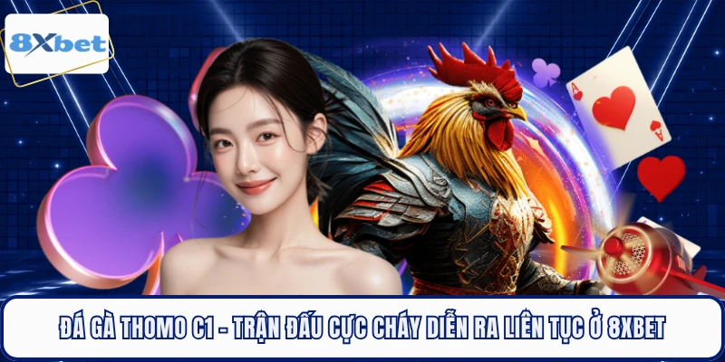 Đá Gà Thomo C1 - Trận Đấu Cực Cháy Diễn Ra Liên Tục Ở 8XBET