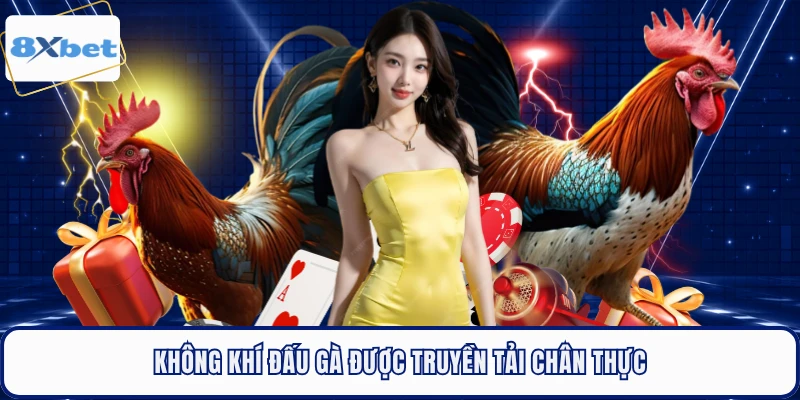 Không khí đấu gà được truyền tải chân thực