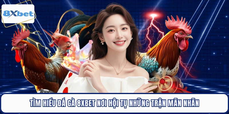 Tìm hiểu đá gà 8XBET nơi hội tụ những trận mãn nhãn