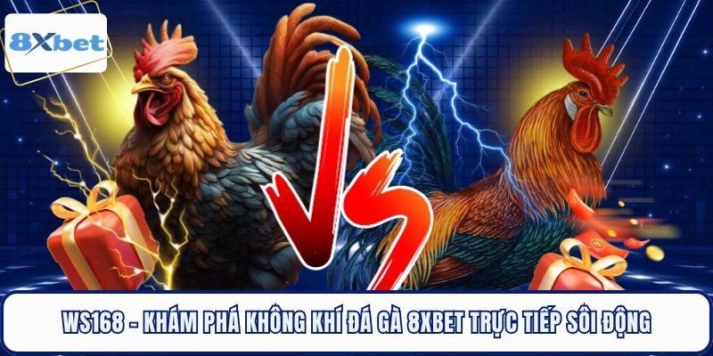 WS168 - Khám Phá Không Khí Đá Gà 8XBET Trực Tiếp Sôi Động 